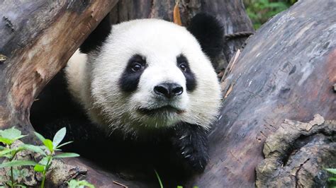 Are pandas going extinct. Things To Know About Are pandas going extinct. 